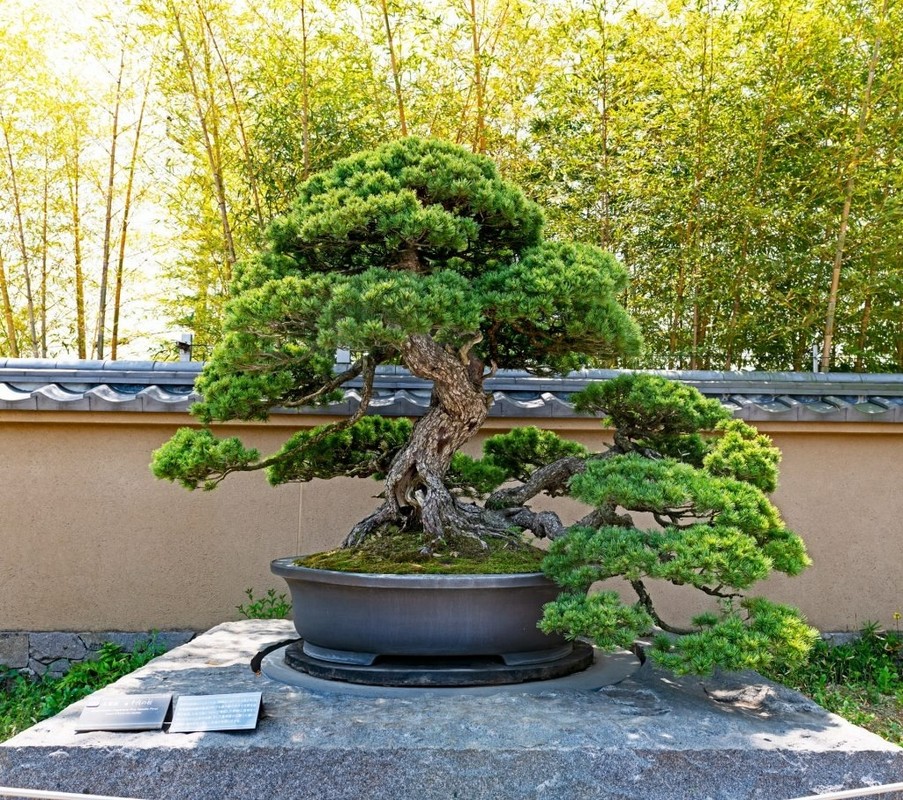 10 su that ngac nhien it nguoi biet ve bonsai-Hinh-10