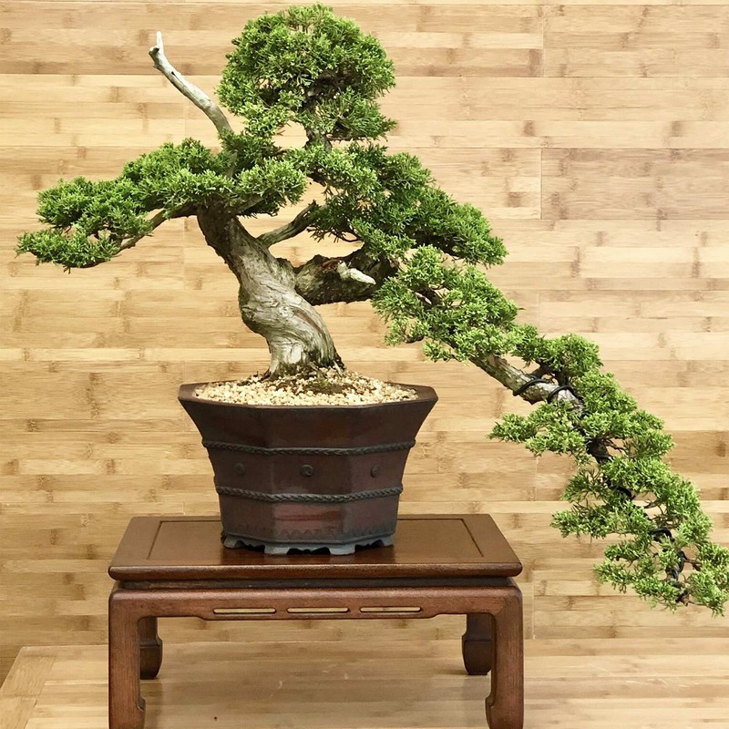 10 su that ngac nhien it nguoi biet ve bonsai-Hinh-4