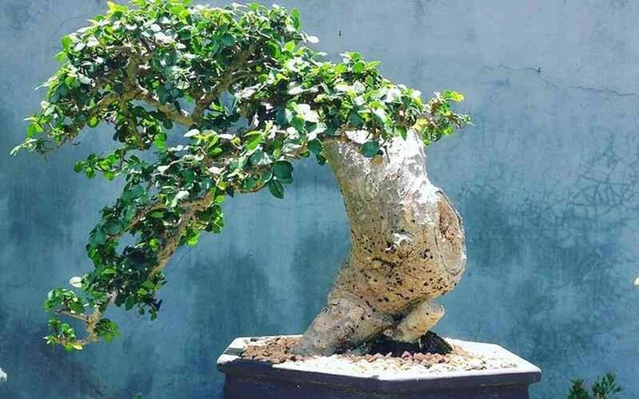 10 su that ngac nhien it nguoi biet ve bonsai-Hinh-6