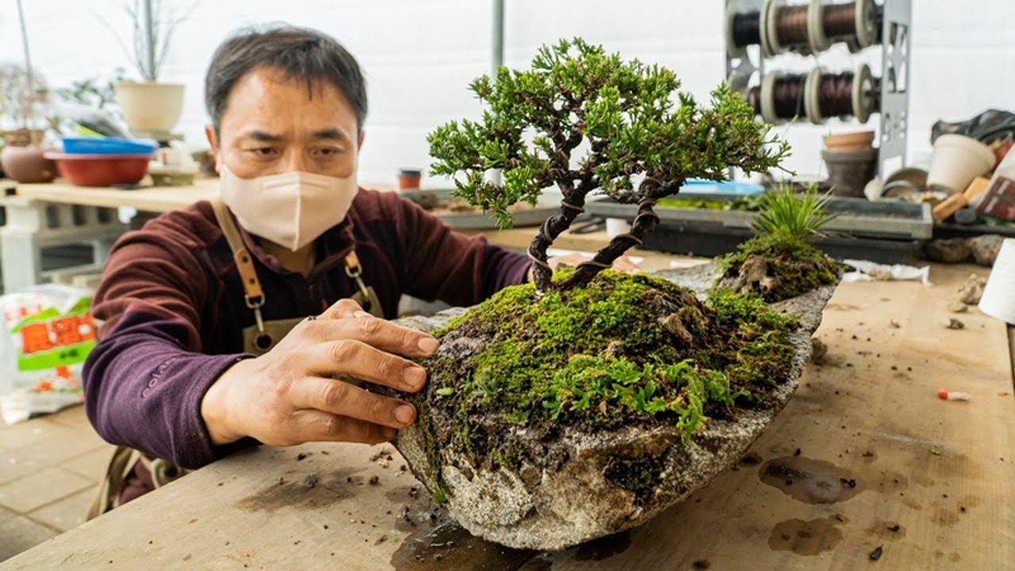 10 su that ngac nhien it nguoi biet ve bonsai