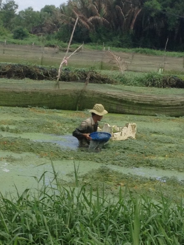 Rau dai cho lon an hoa mo vang, nong dan dut tui tien trieu-Hinh-10