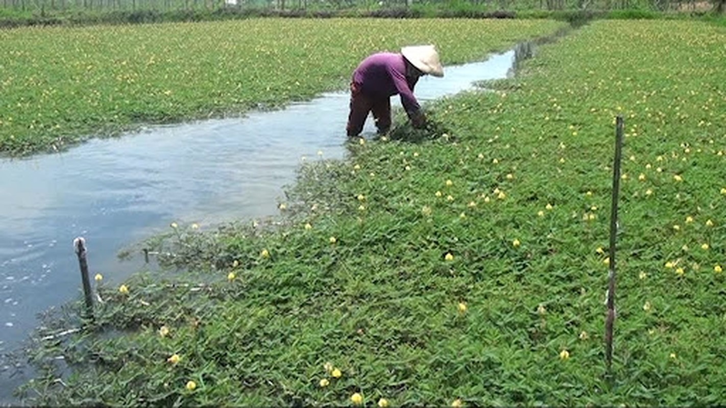 Rau dai cho lon an hoa mo vang, nong dan dut tui tien trieu-Hinh-8