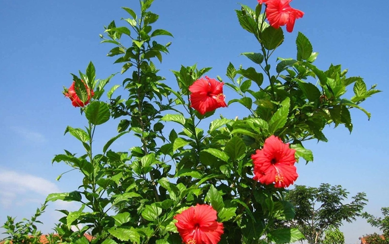 Cay dai moc hang rao hoa “mo vang”, dan pho thi nhau lung mua-Hinh-3