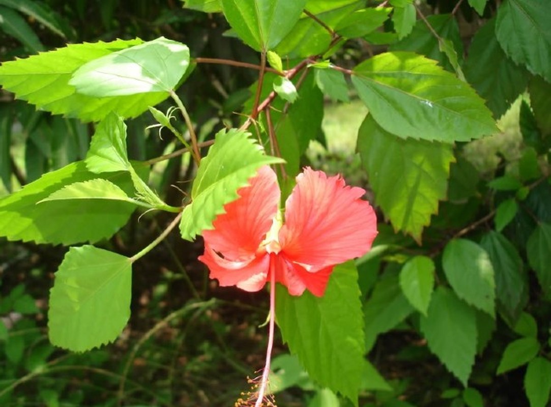 Cay dai moc hang rao hoa “mo vang”, dan pho thi nhau lung mua-Hinh-8