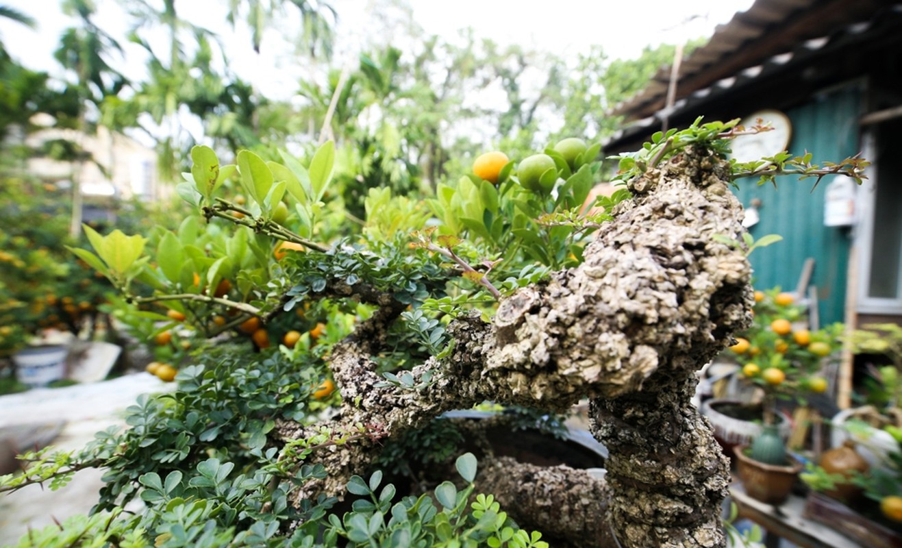 Ngo ngang cay la len chau thanh bonsai hut khach gia tram trieu-Hinh-5