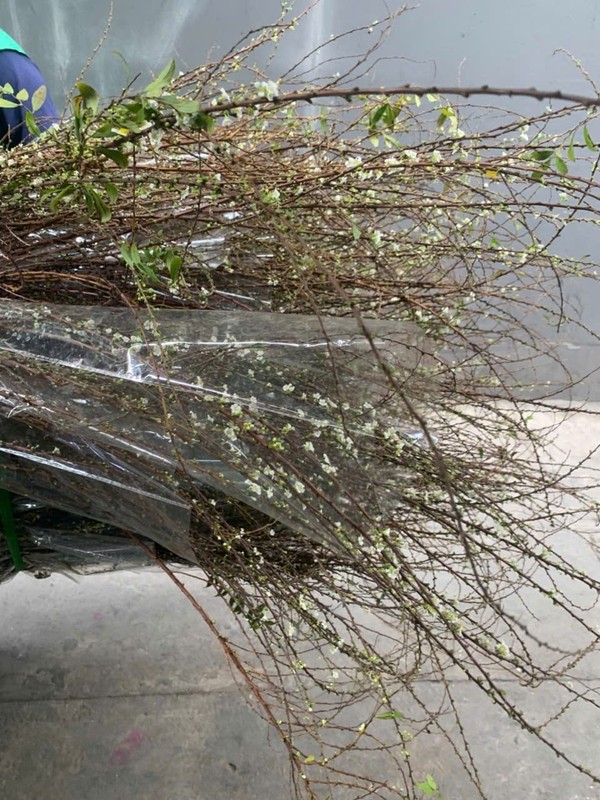 Chi em Ha Noi dua nhau mua tuyet mai choi Tet som-Hinh-8