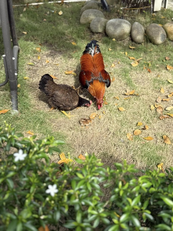 Co ngoi nghin met vuong trong cay nuoi ga cua ca si My Tam-Hinh-9