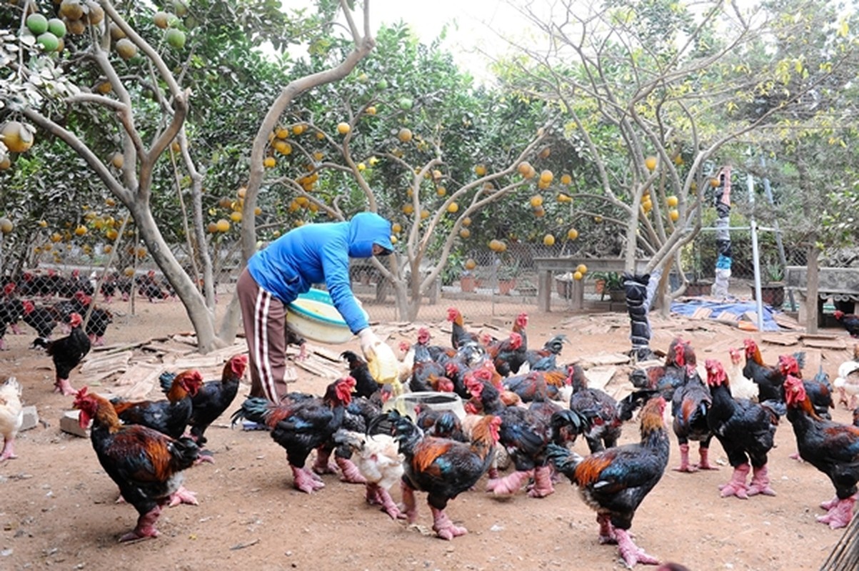 Can canh giong ga tien vua hut khach nuoc ngoai mua bieu Tet-Hinh-6