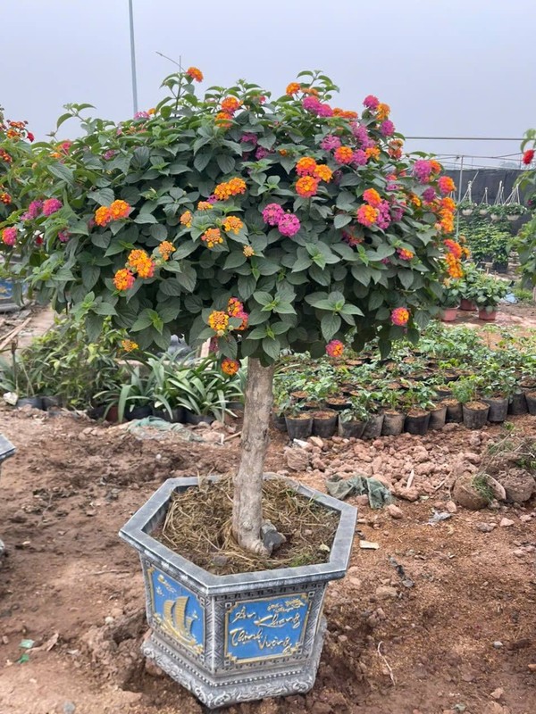 Cay dai len doi thanh bonsai chuc trieu choi Tet-Hinh-2