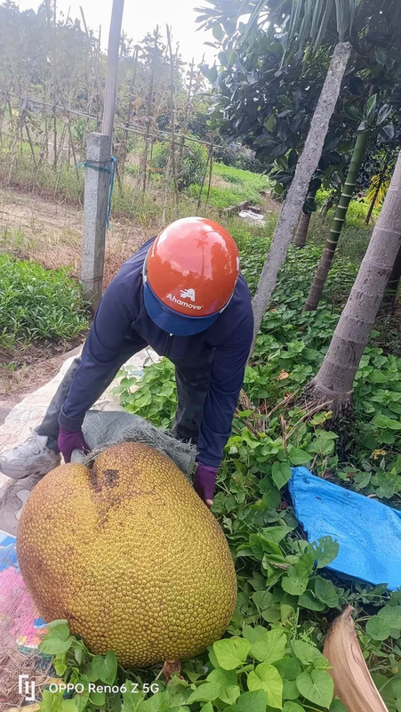 Qua mit hon nua ta o Thanh Hoa, nang bang 1 nguoi lon-Hinh-6