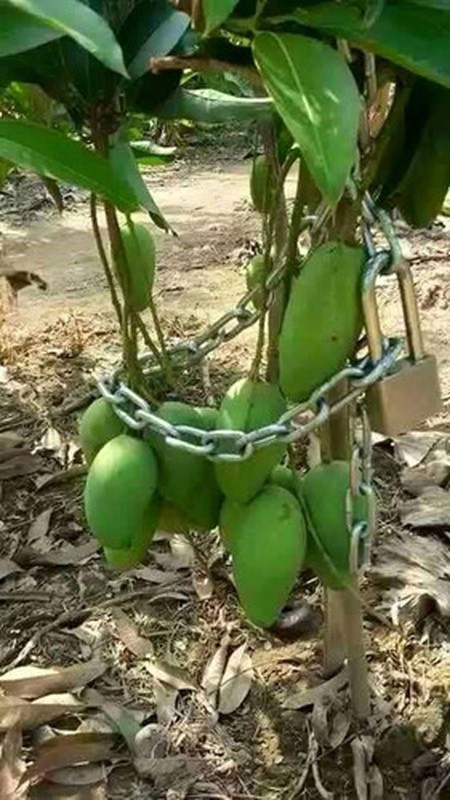 1001 cach chong trom trai cay phai thot len “kho vay cung nghi ra“-Hinh-6