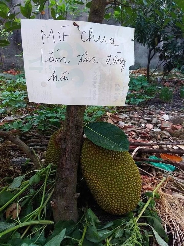 1001 cach chong trom trai cay phai thot len “kho vay cung nghi ra“-Hinh-9