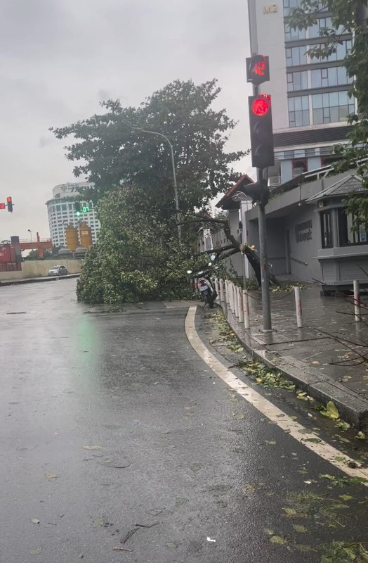 View - 	Netizen tiếc nuối cây mít an toàn nhất Việt Nam đổ vì bão Yagi