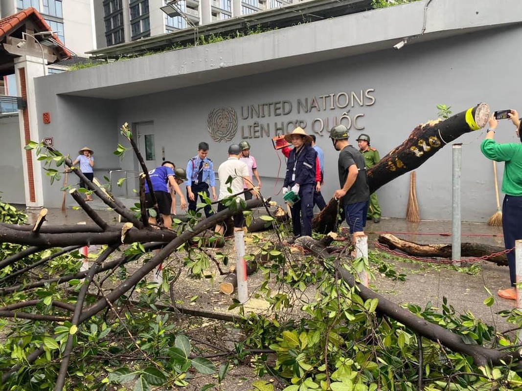 View - 	Netizen tiếc nuối cây mít an toàn nhất Việt Nam đổ vì bão Yagi