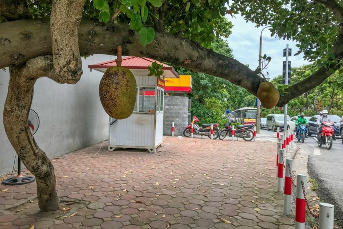 Netizen tiec nuoi “cay mit an toan nhat Viet Nam” do vi bao Yagi-Hinh-8