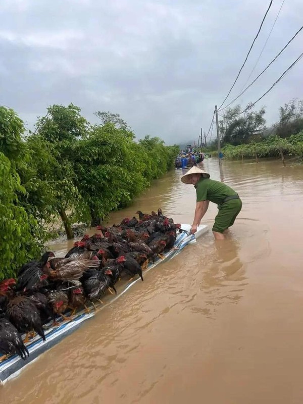 View - 	Tan chảy trước loạt ảnh giải cứu động vật mùa lũ