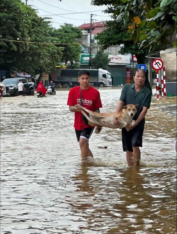 Tan chay truoc loat anh giai cuu dong vat mua lu