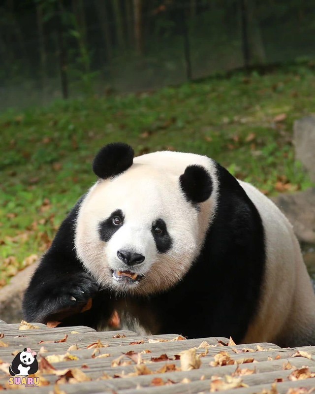 Hang nghin nguoi ngam khoanh khac “my nu” gau Aibao don tuyet dau mua-Hinh-10