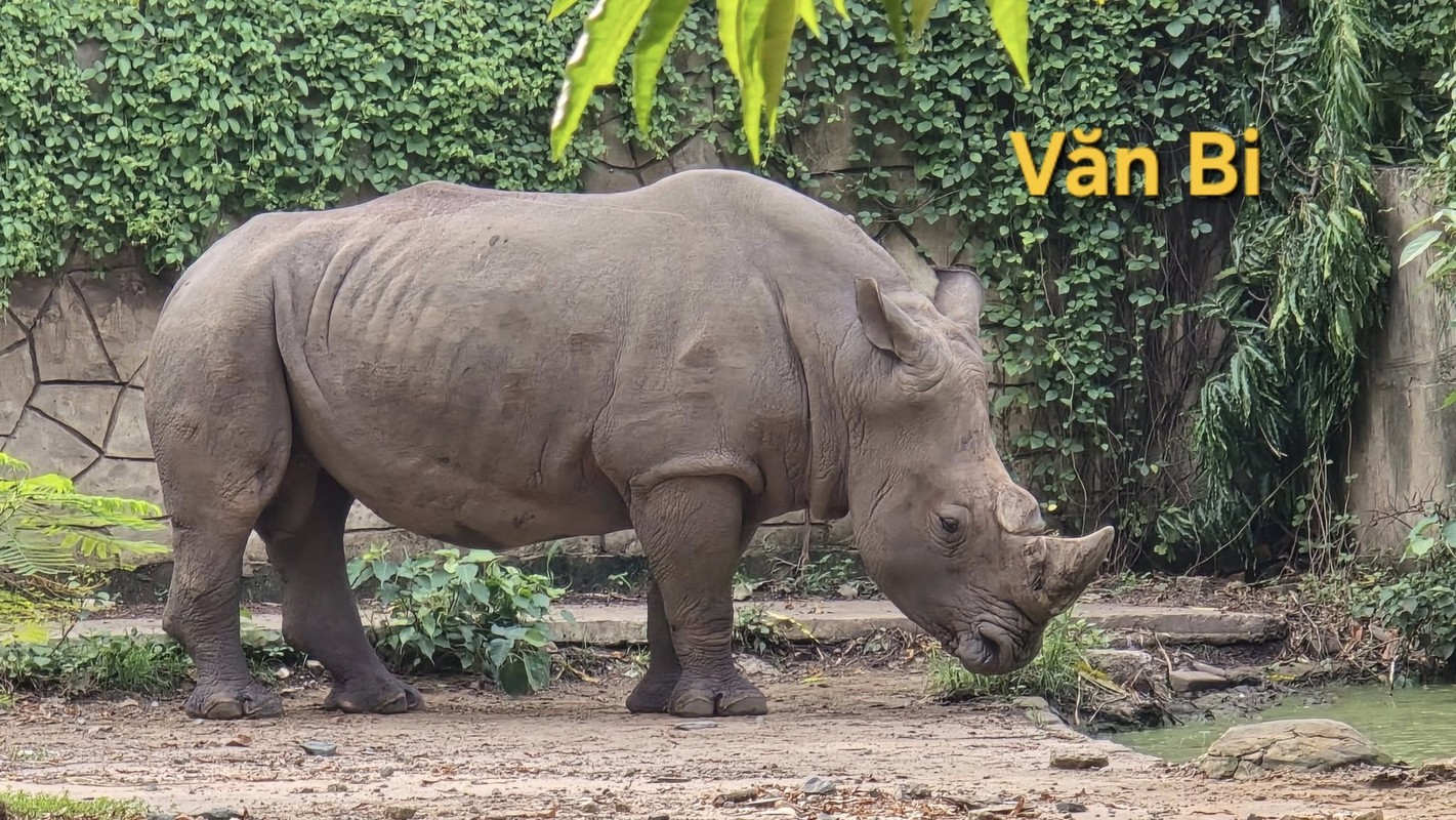 Nhung “nghe danh” doc la cua cac loai vat o Thao Cam Vien-Hinh-6