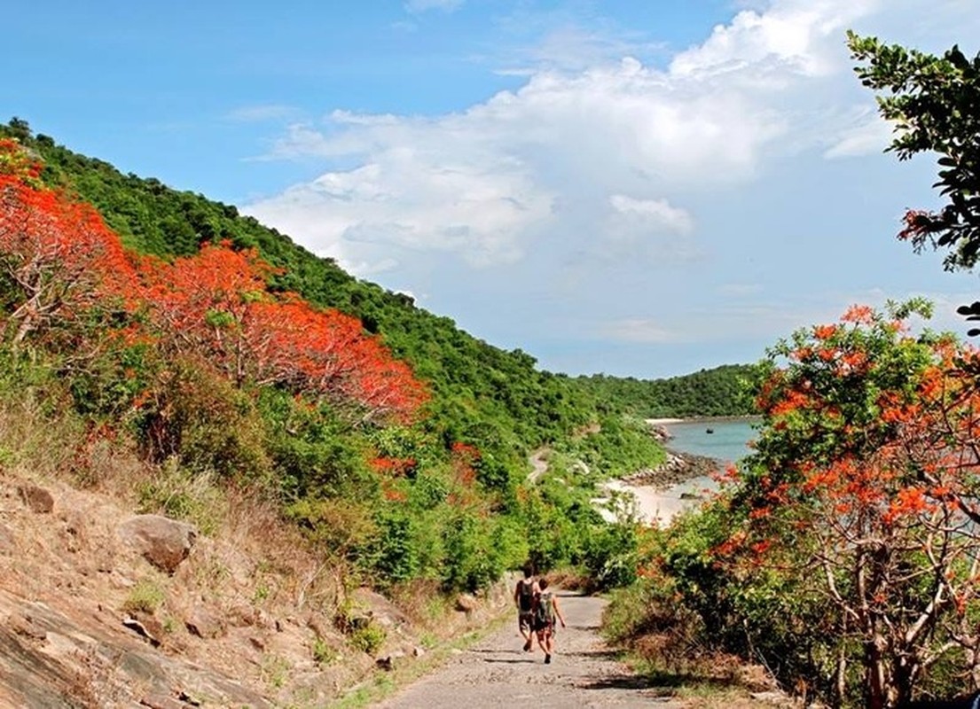 Ru nhau den Cu Lao Cham ngam hoa ngo dong nhuom do dao xanh-Hinh-8