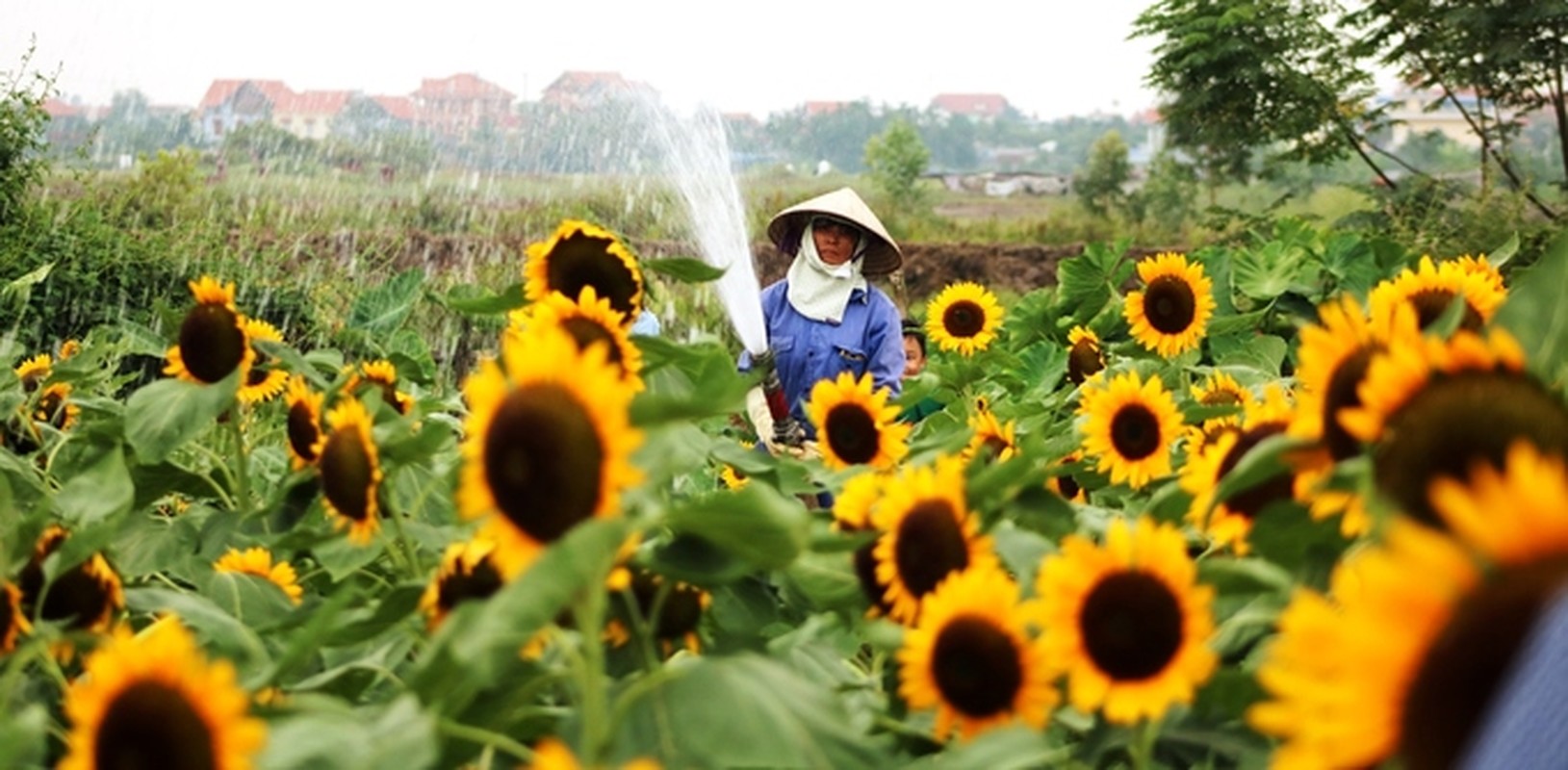 Hang tram nguoi chen chuc nhau check in o vuon huong duong Hai Phong-Hinh-8