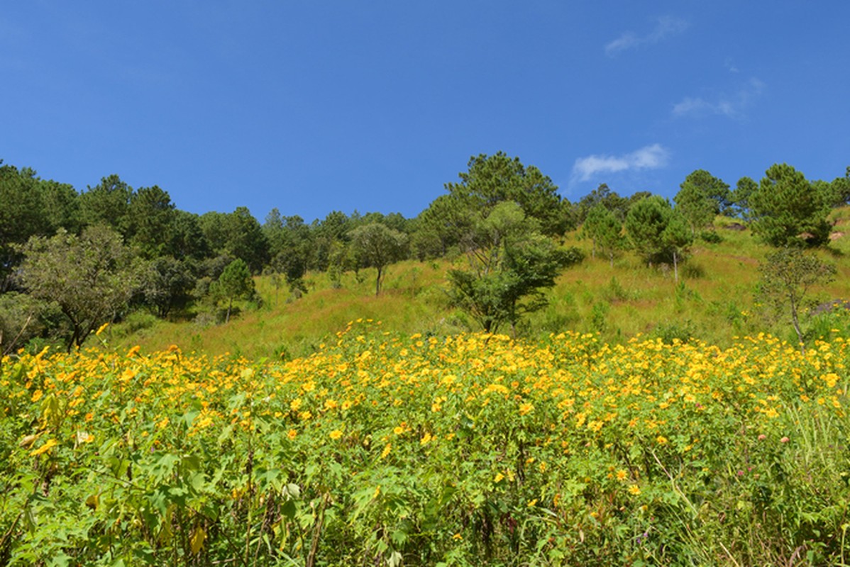 Sac hoa da quy vang ruc phu khap cac cung duong Da Lat-Hinh-6