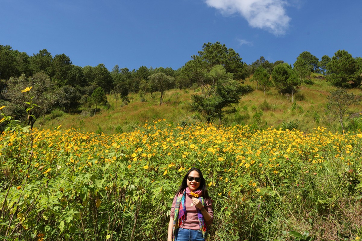 Sac hoa da quy vang ruc phu khap cac cung duong Da Lat-Hinh-9