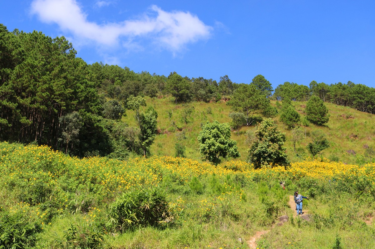 Sac hoa da quy vang ruc phu khap cac cung duong Da Lat