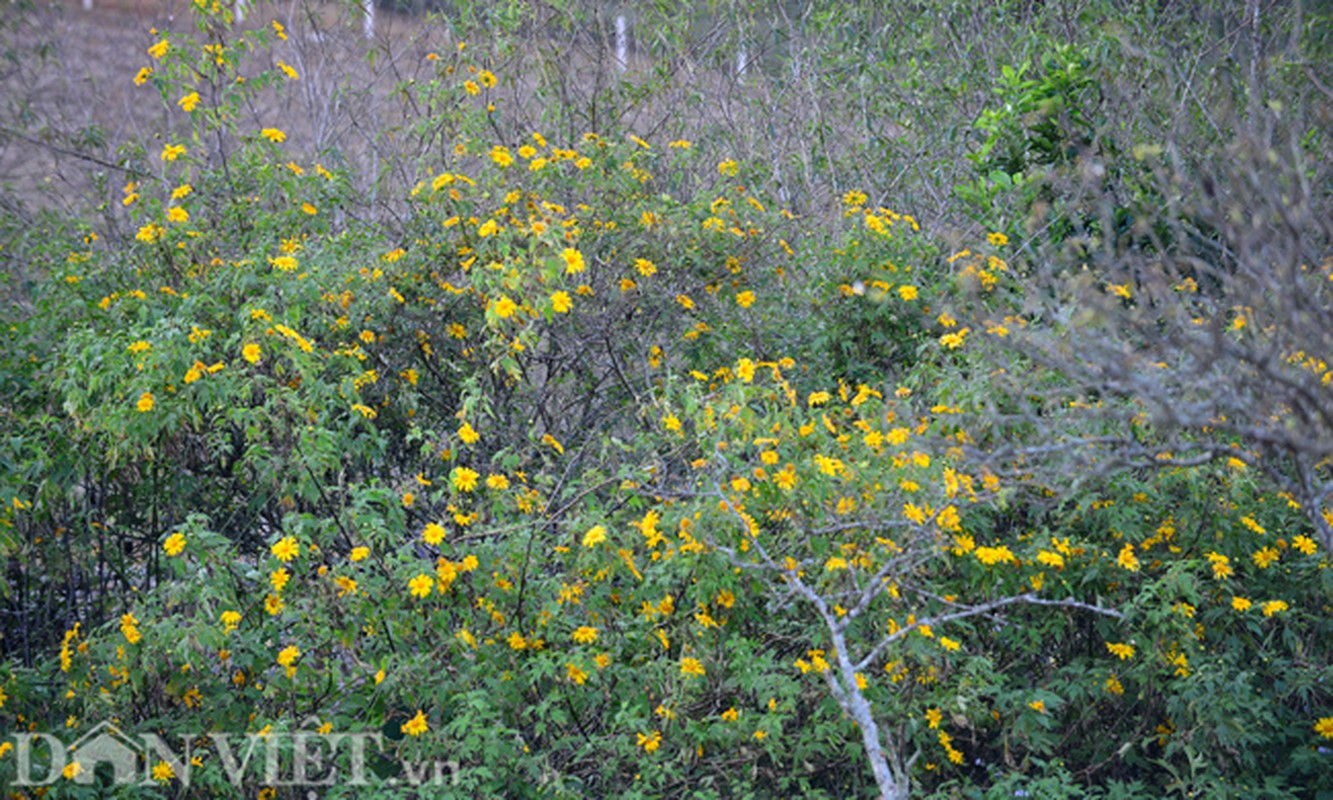 Huong sac hoa da quy dam say long nguoi o Moc Chau-Hinh-10