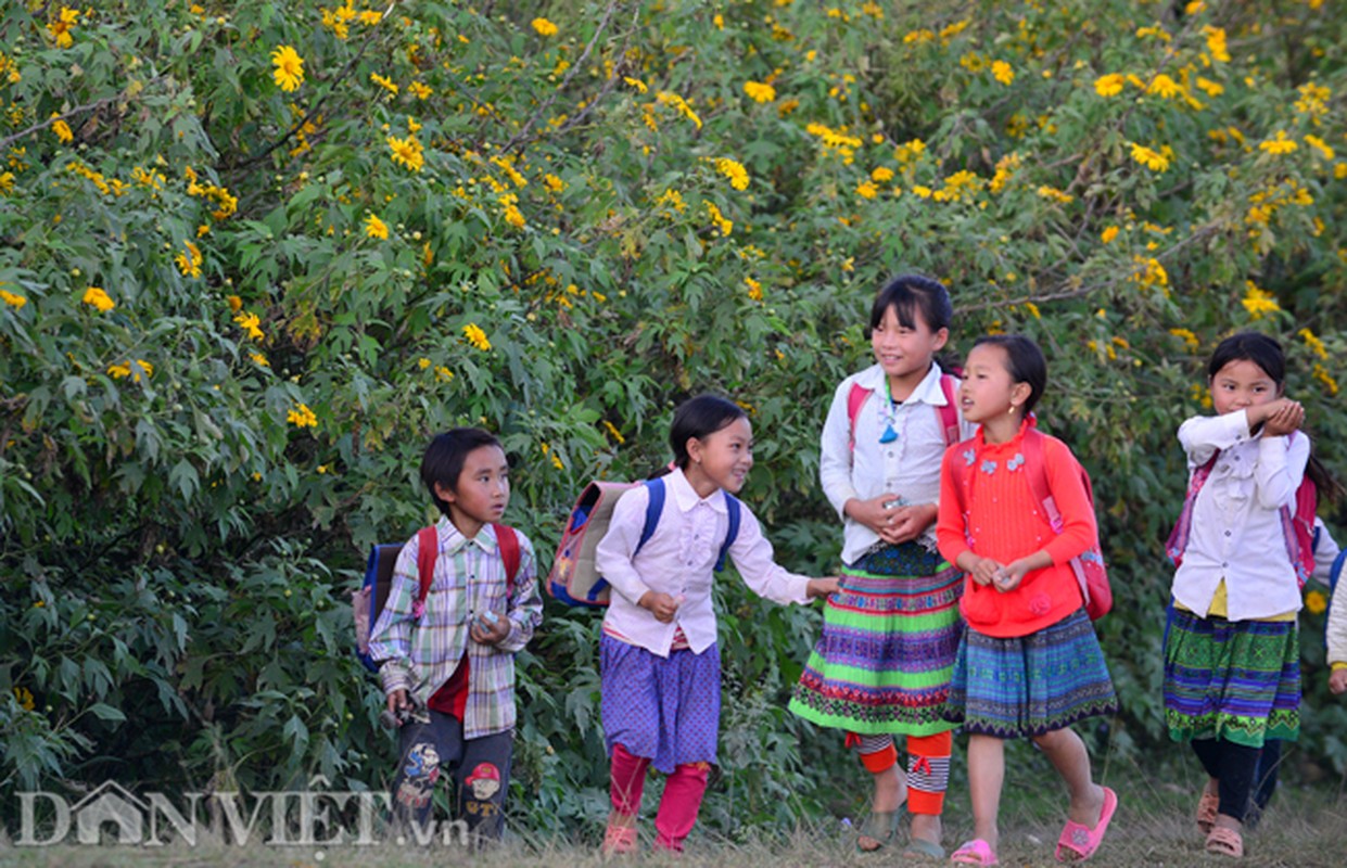 Huong sac hoa da quy dam say long nguoi o Moc Chau-Hinh-2