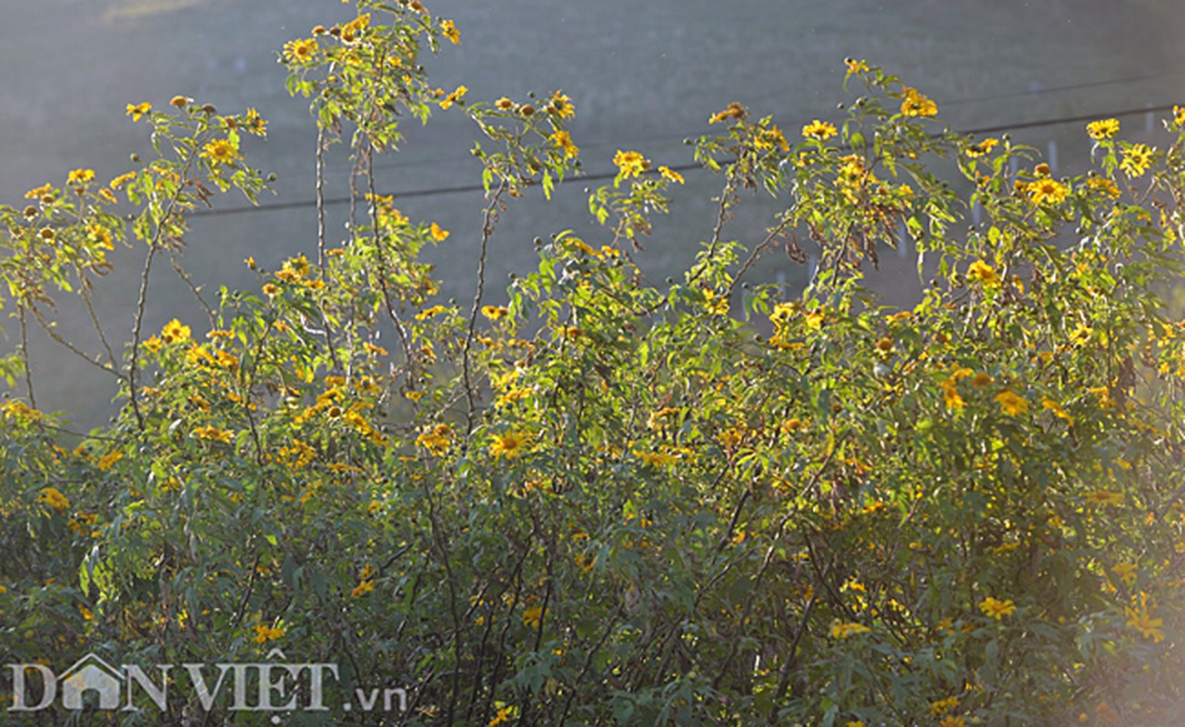 Huong sac hoa da quy dam say long nguoi o Moc Chau-Hinh-4