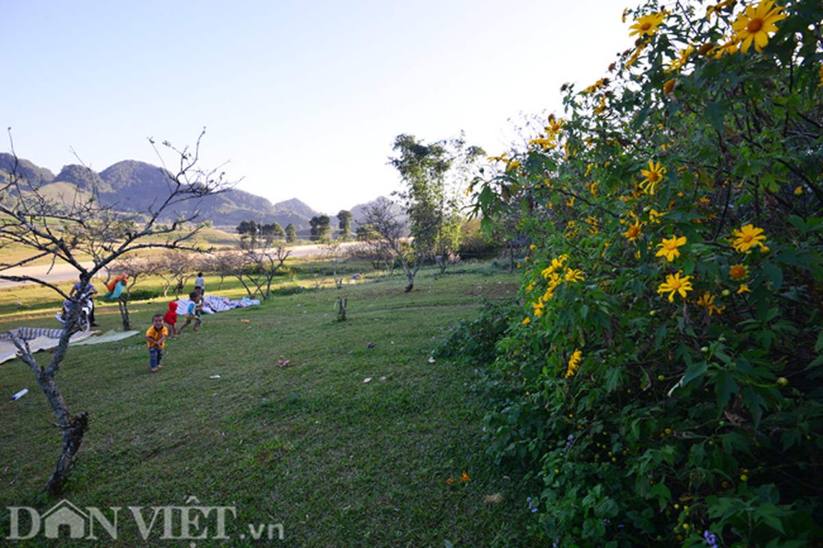 Huong sac hoa da quy dam say long nguoi o Moc Chau-Hinh-9