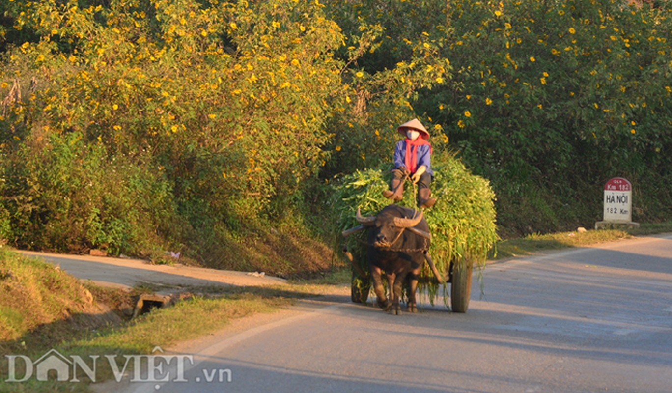 Huong sac hoa da quy dam say long nguoi o Moc Chau