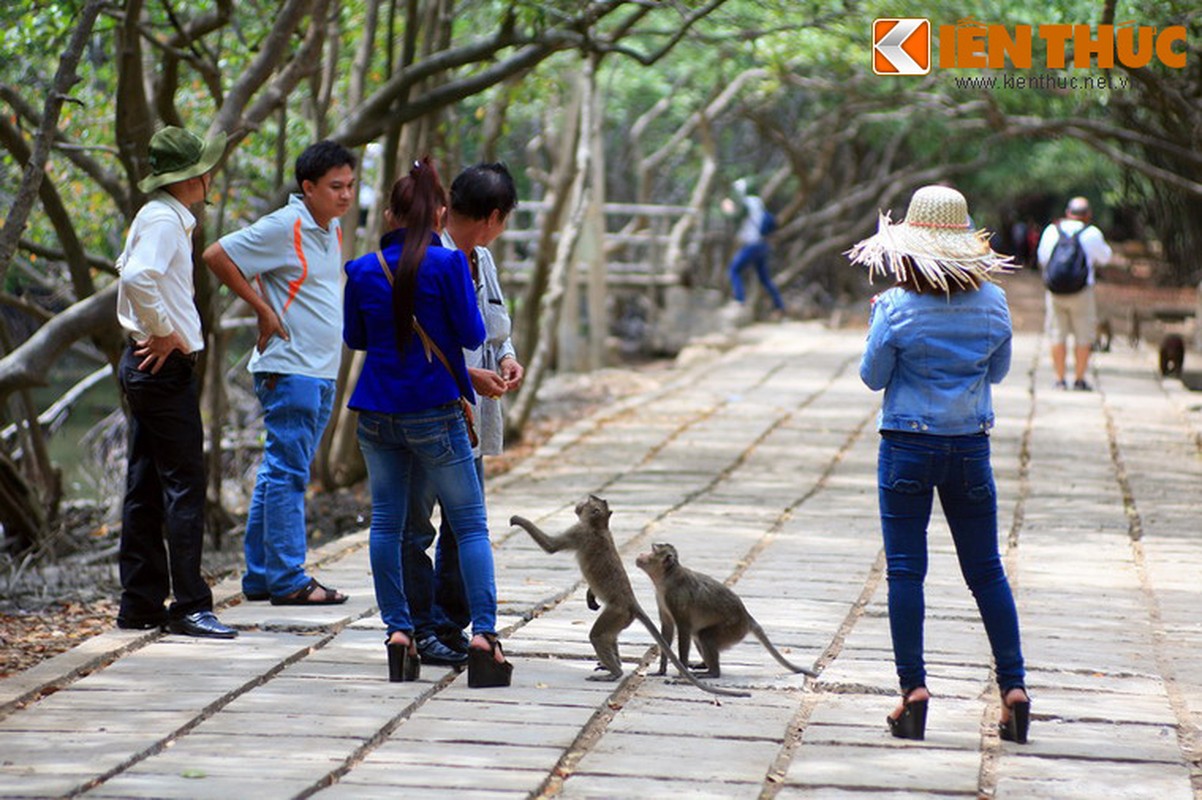 Lac vao vuong quoc cua loai khi o Sai Gon-Hinh-10