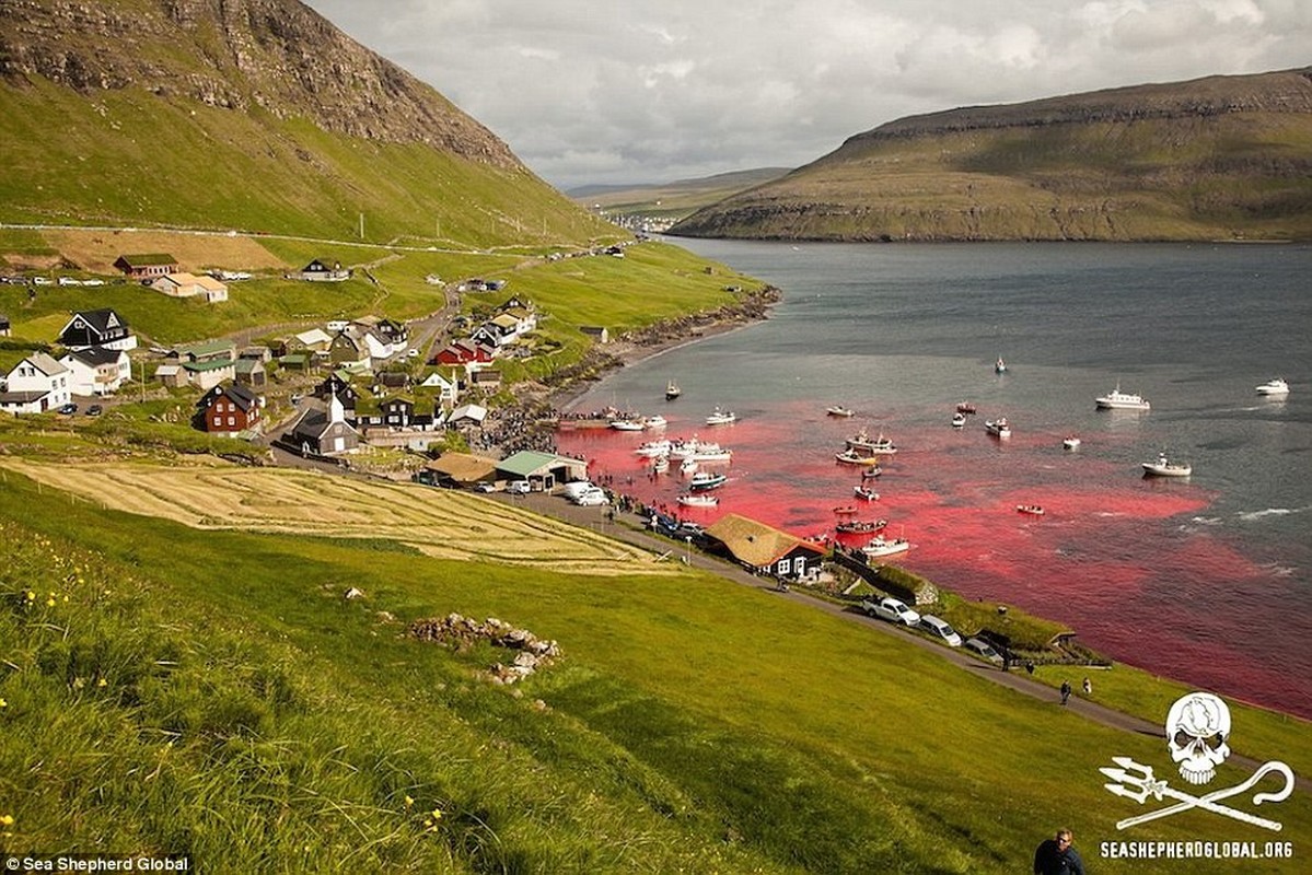 Canh tham sat ca voi o Faroe, bai bien do mau-Hinh-5