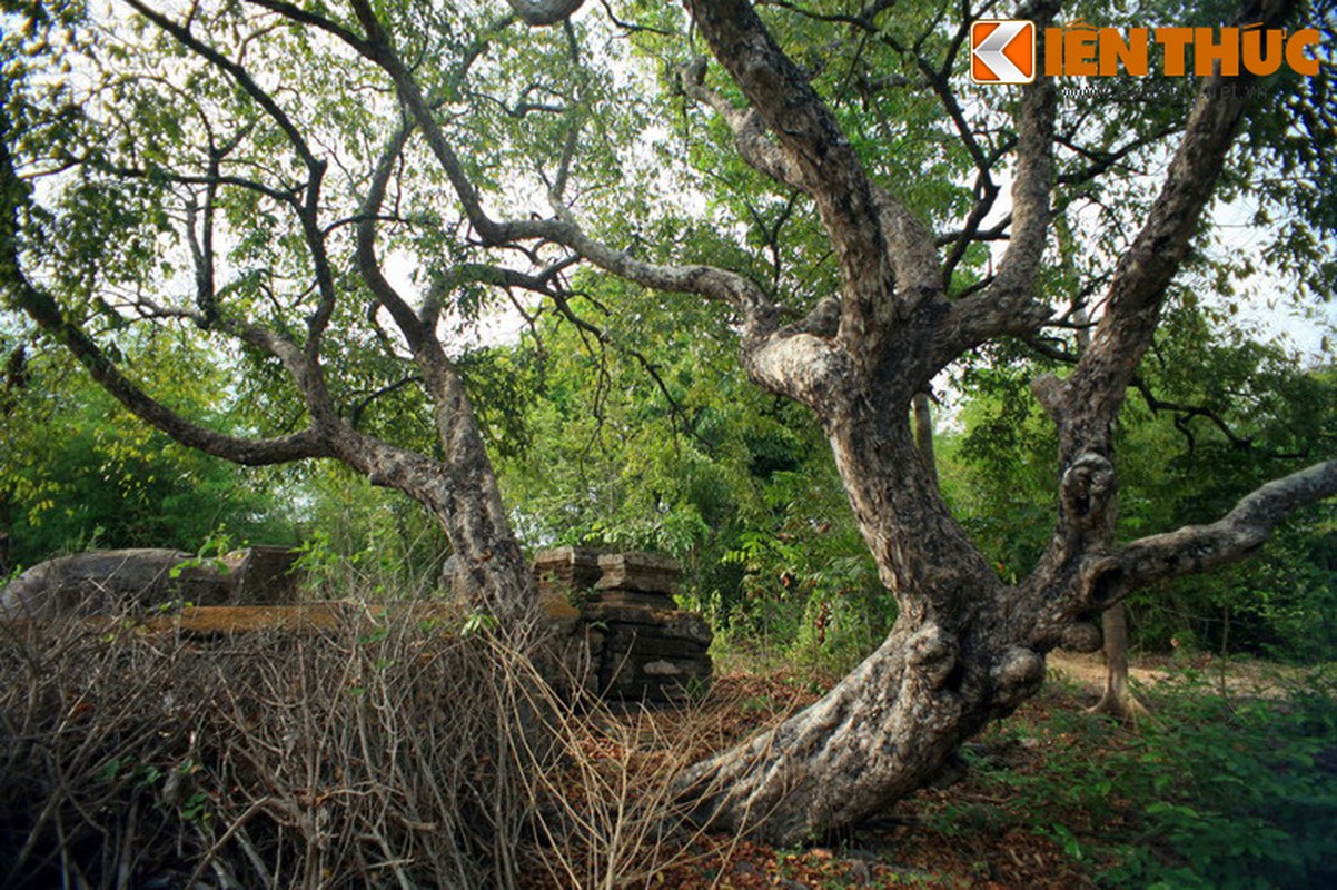 Tan muc ngoi mo co bi xieng bi an o Tien Giang-Hinh-9