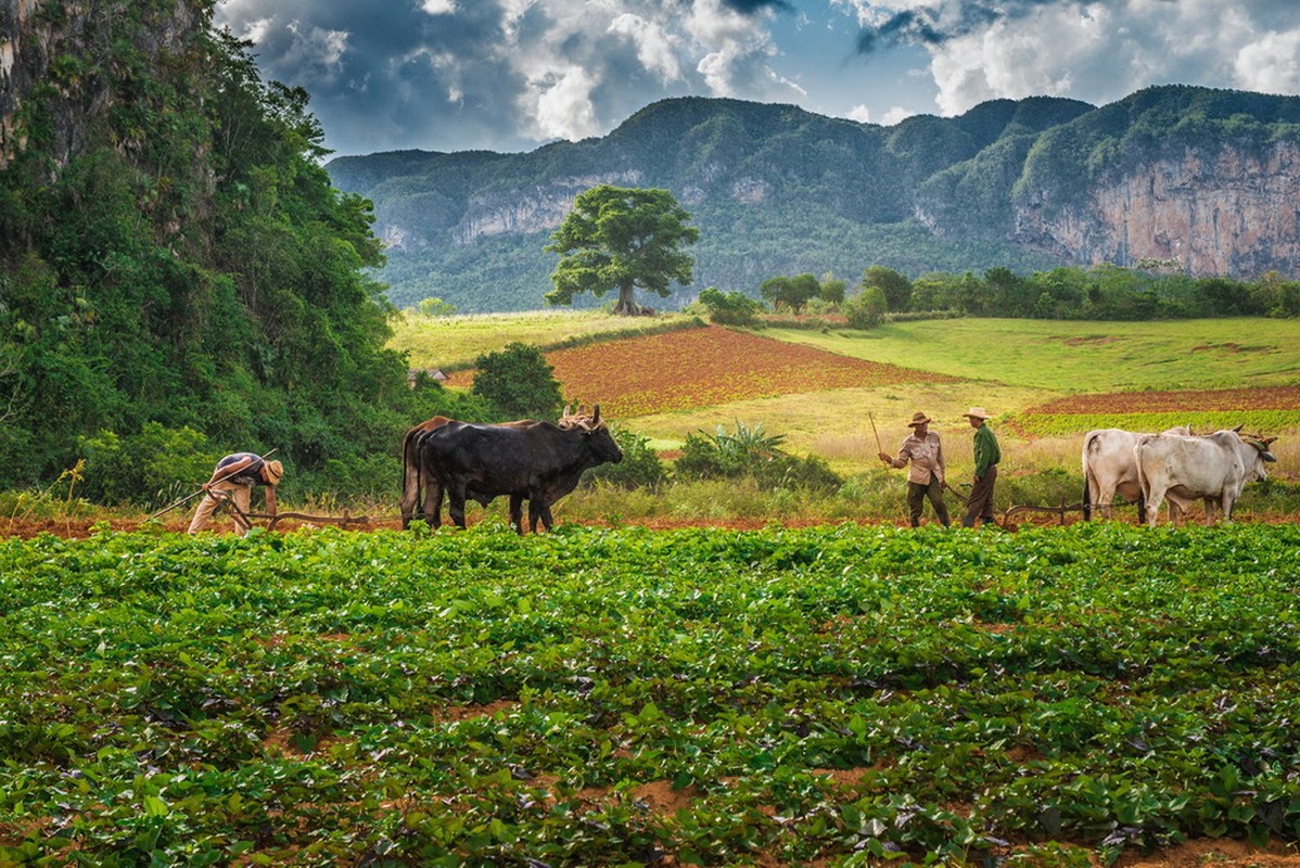 Kham pha thung lung xi ga huyen thoai cua Cuba-Hinh-3