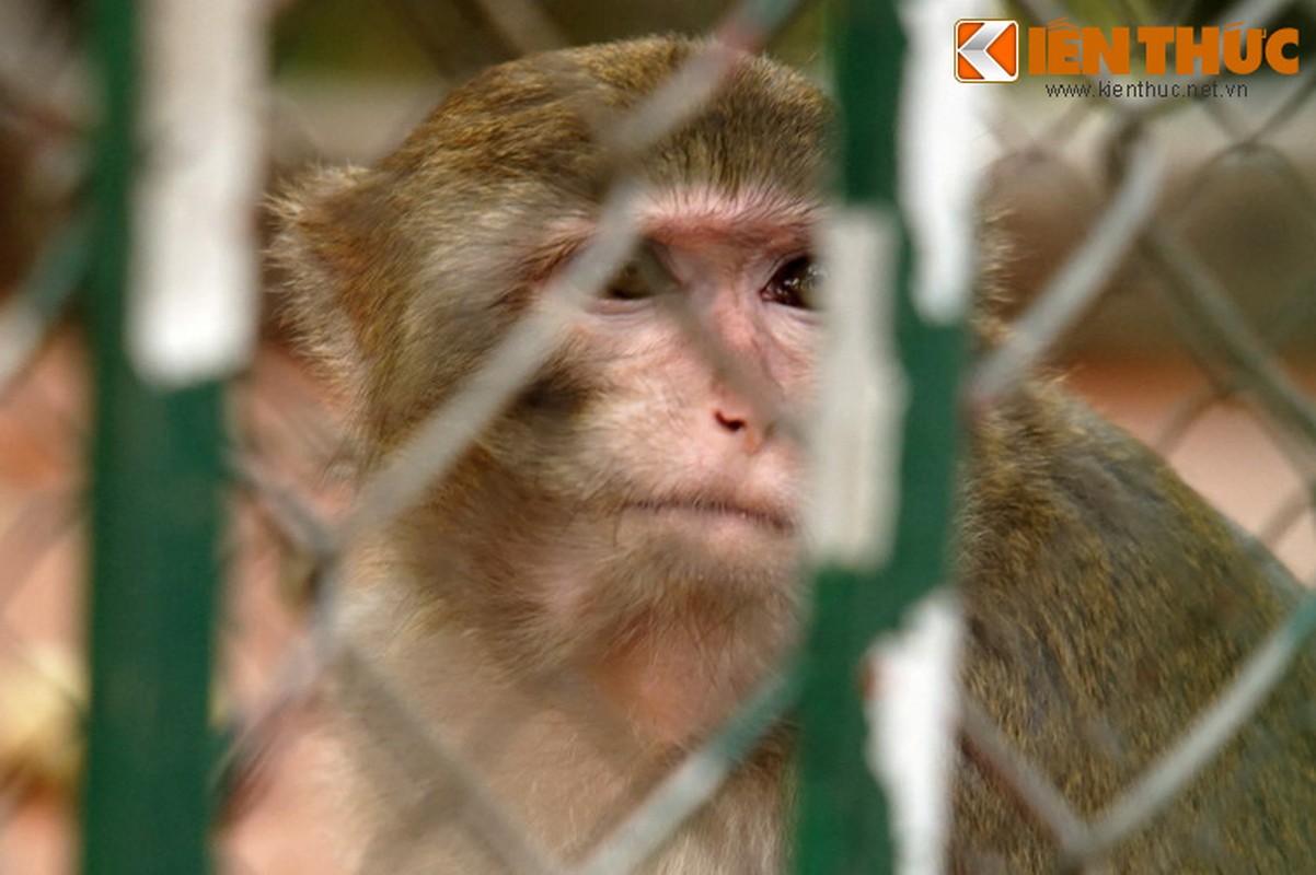 Am anh doi mat cua dan khi tu ky o Ha Noi-Hinh-9