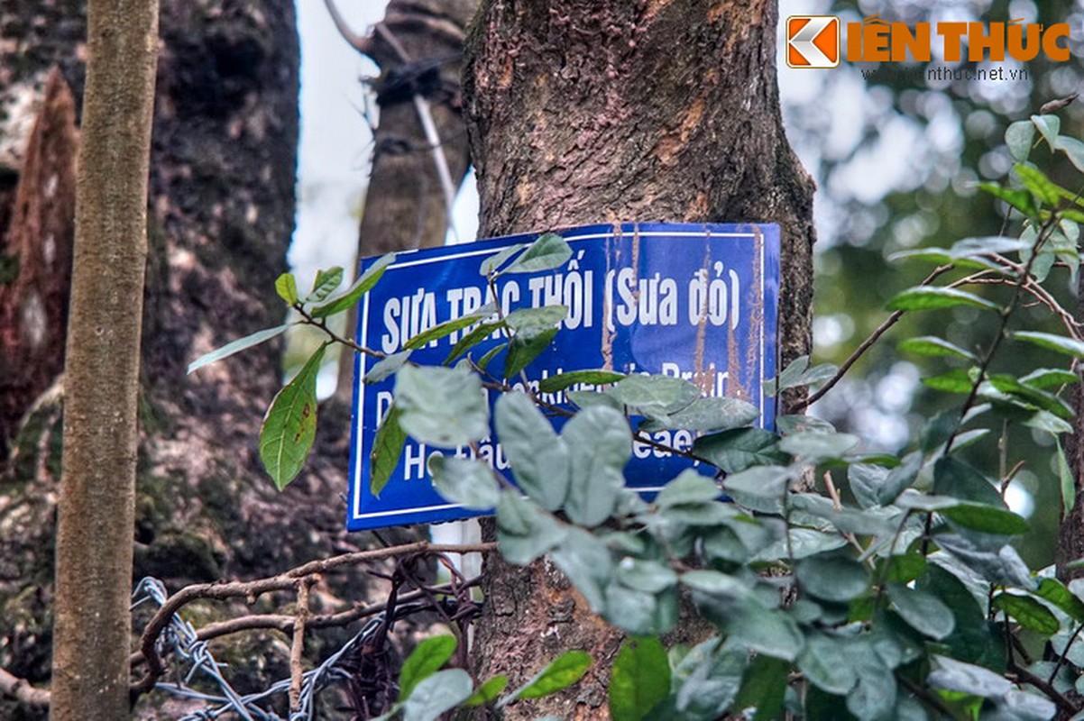 Ngam “kho bau nghin ti” lo thien giua trung tam Ha Noi-Hinh-4