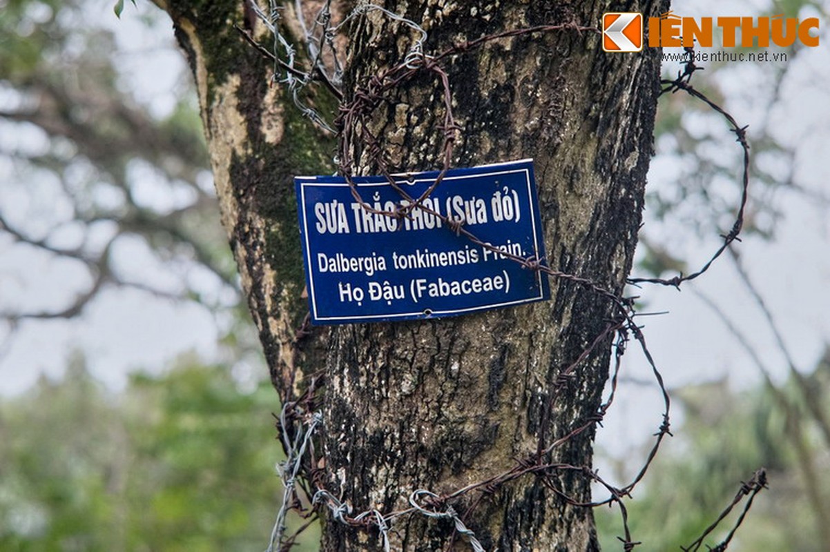 Ngam “kho bau nghin ti” lo thien giua trung tam Ha Noi-Hinh-6