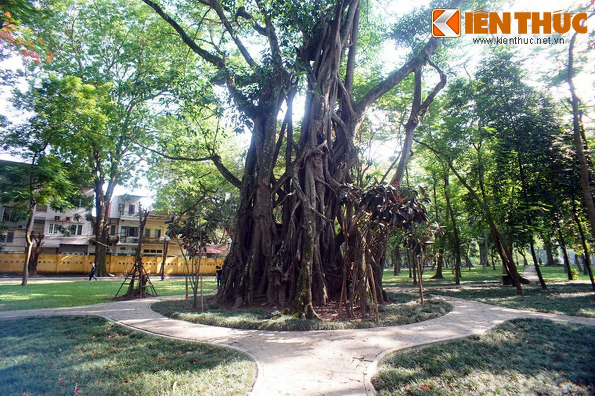 Soi cay co thu khong lo bi an giua trung tam Ha Noi-Hinh-8