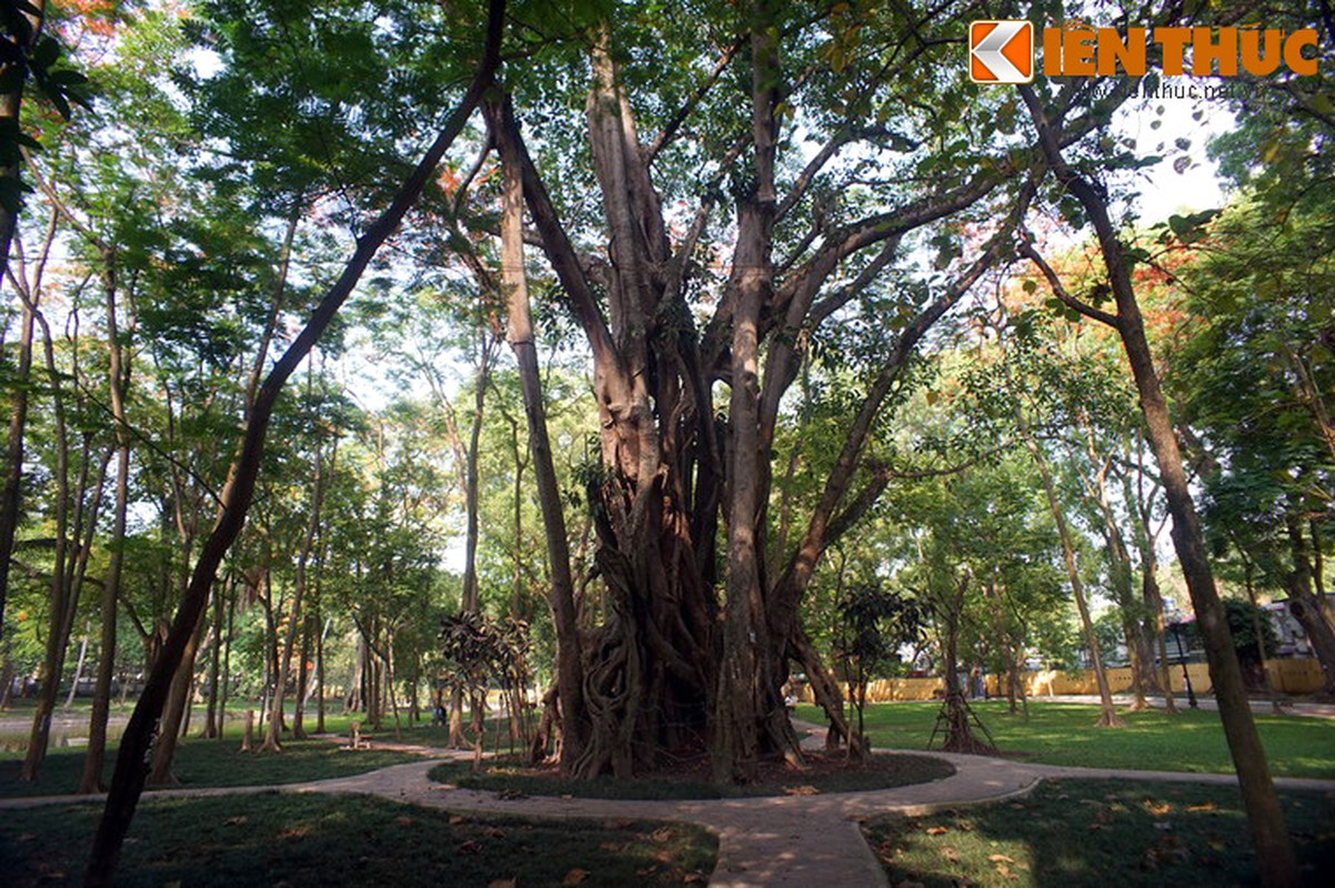 Sung sot loat cay co thu ky - di - doc nhat Ha Noi-Hinh-3