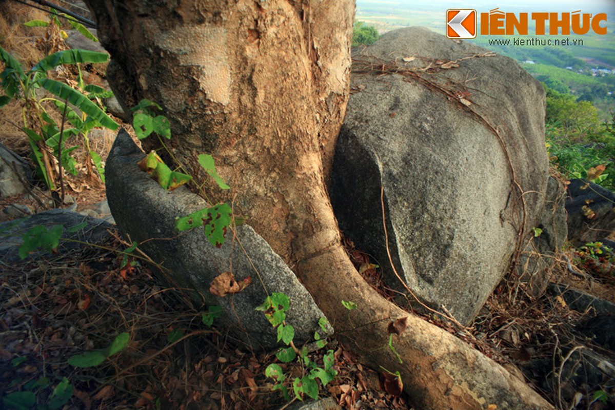 Cay co thu moc tu tang da khong lo toac doi hiem co o VN-Hinh-7