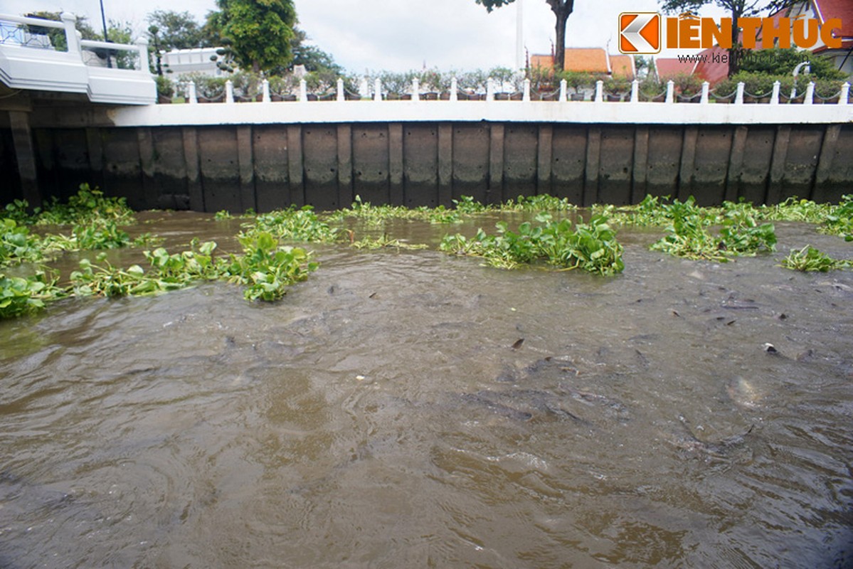 Choang voi canh ca khung noi luc nhuc o Bangkok-Hinh-10