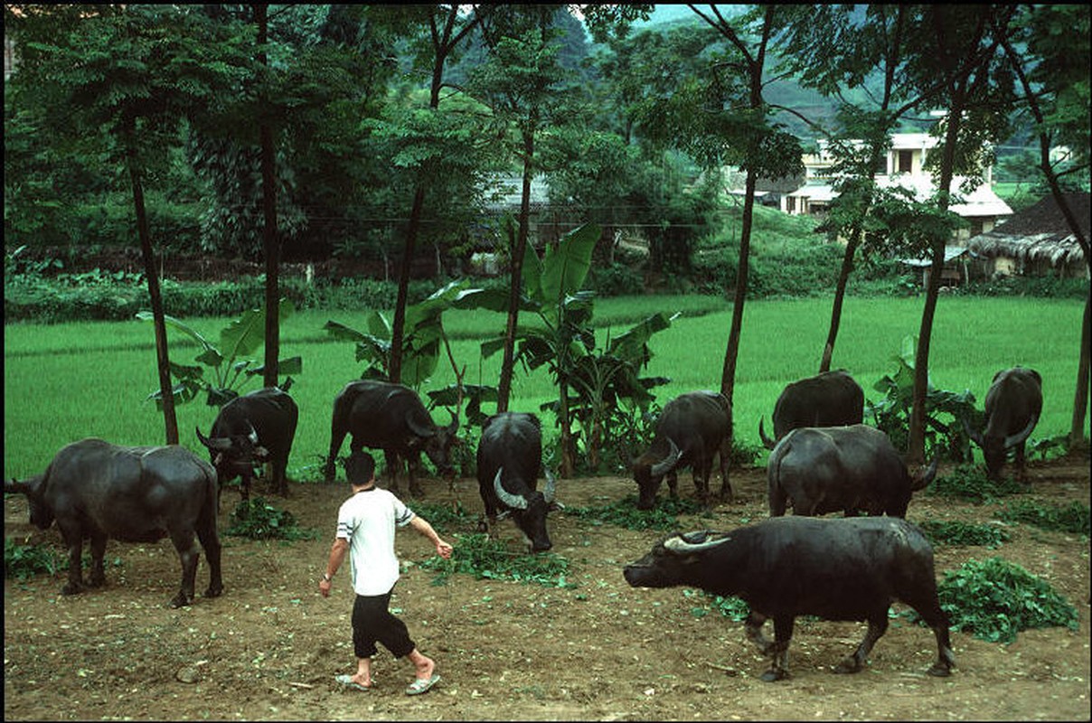 Anh doc ve sac mau cuoc song o Cao Bang nam 1994-1995 (2)-Hinh-9