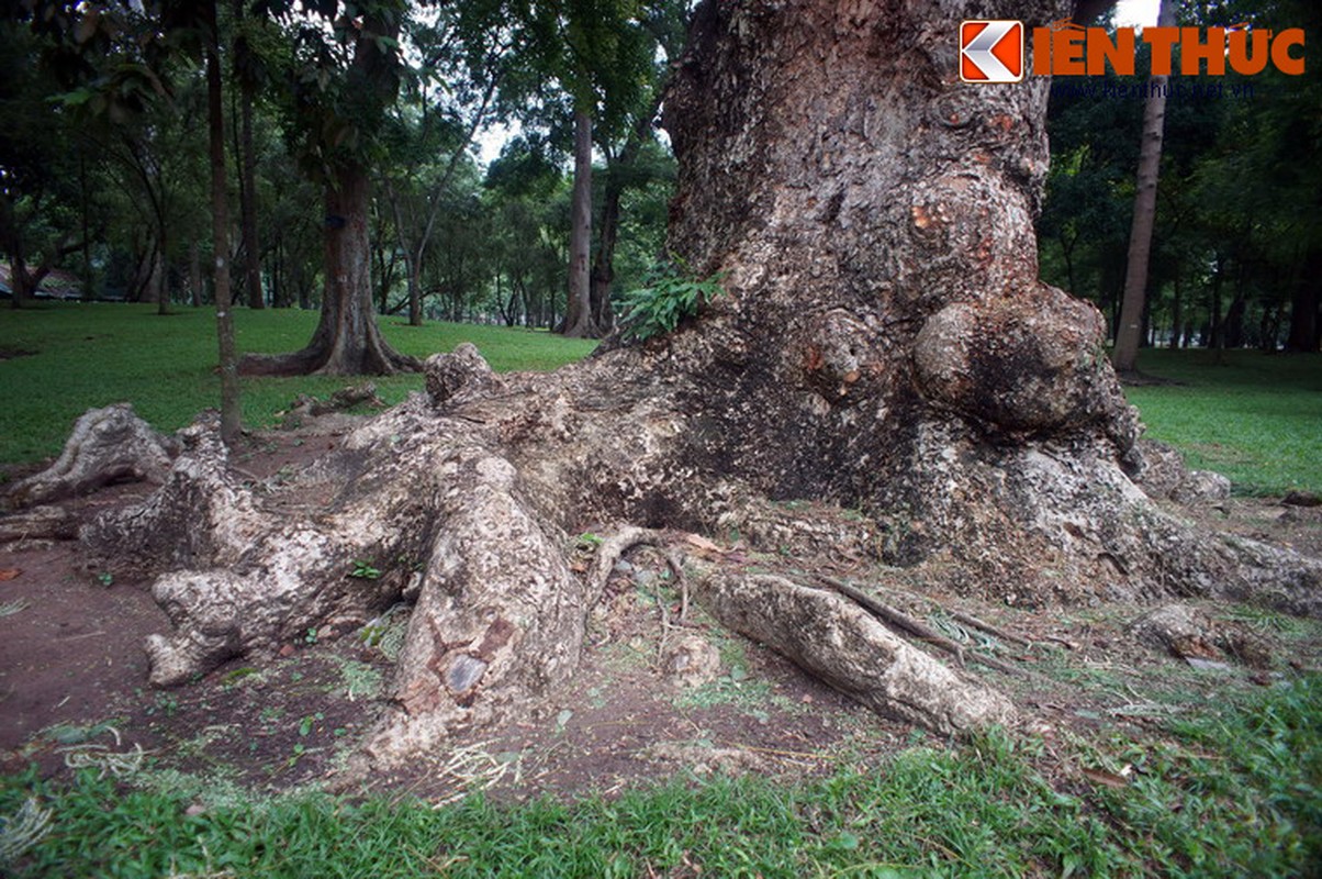 &quot;Soi&quot; cay co thu khong lo rong ruot ky la o Sai Gon-Hinh-15