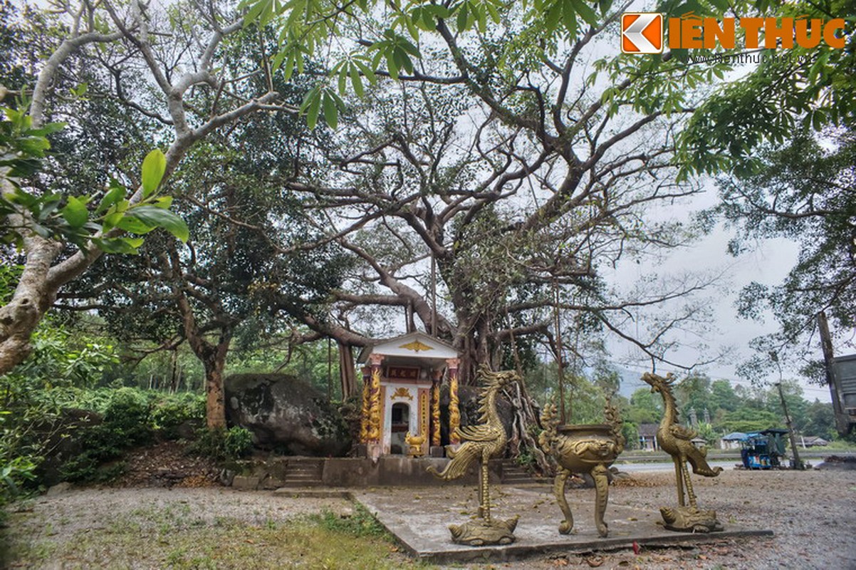 Ngam cay da 300 tuoi moc tren khoi da khong lo o Hue-Hinh-15