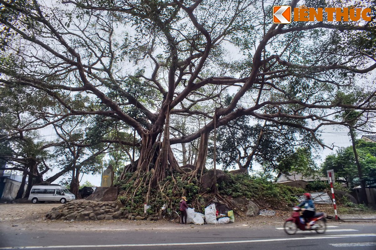 Ngam cay da 300 tuoi moc tren khoi da khong lo o Hue