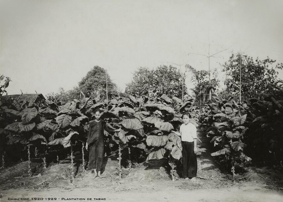 Anh cuc hiem ve tinh Chau Doc thap nien 1920 (2)-Hinh-11