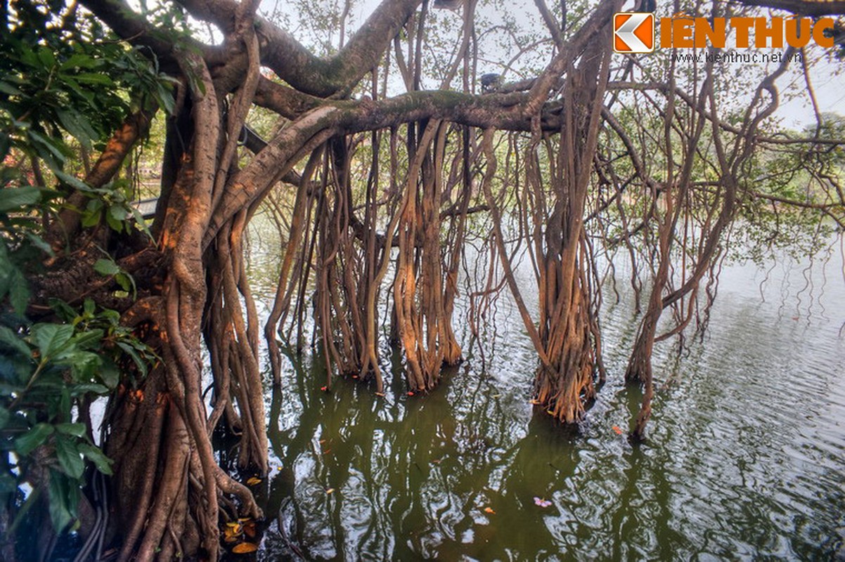 Canh tuong doc dao “rung ngap man” giua trung tam Ha Noi-Hinh-8